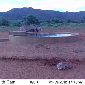 Trail Camera Namibia