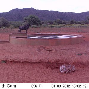 Trail Camera Namibia