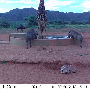 Trail Camera Namibia