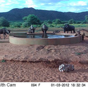 Trail Camera Namibia