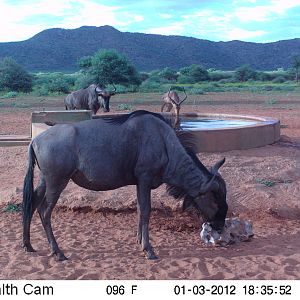 Trail Camera Namibia