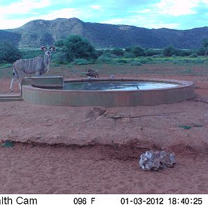 Trail Camera Namibia