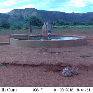 Trail Camera Namibia