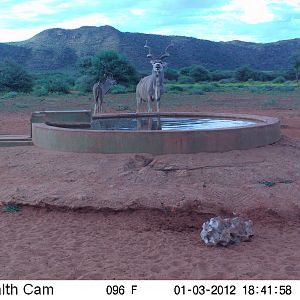 Trail Camera Namibia