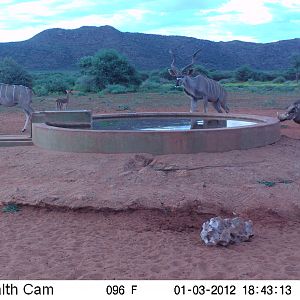 Trail Camera Namibia