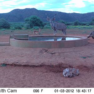 Trail Camera Namibia