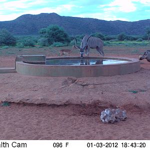 Trail Camera Namibia