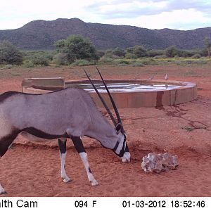 Trail Camera Namibia