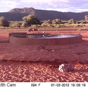 Trail Camera Namibia