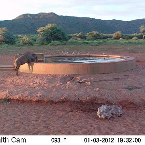 Trail Camera Namibia