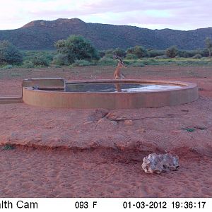 Trail Camera Namibia