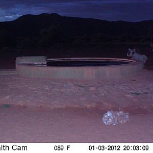 Trail Camera Namibia