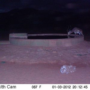 Trail Camera Namibia