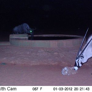 Trail Camera Namibia