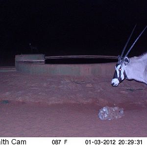 Trail Camera Namibia