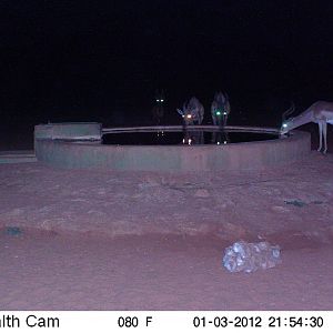 Trail Camera Namibia