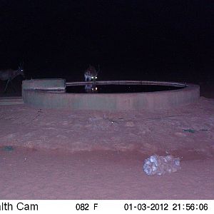 Trail Camera Namibia