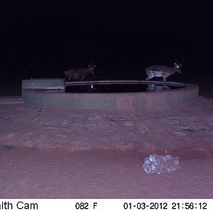 Trail Camera Namibia