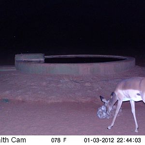 Trail Camera Namibia