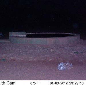 Trail Camera Namibia