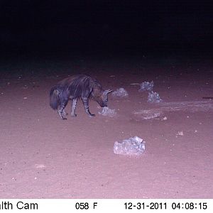 Brown Hyena Trail Camera Namibia