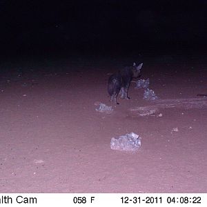 Brown Hyena Trail Camera Namibia