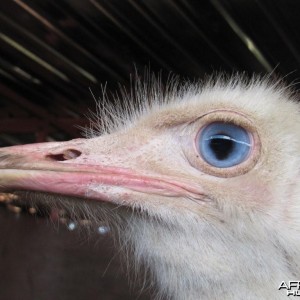 White Ostrich with Blue eye for sale 3GwildLifeAuction