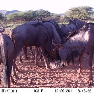 Trail Camera Namibia