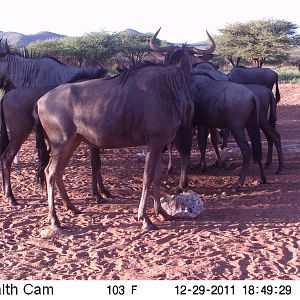 Trail Camera Namibia