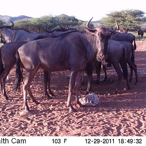 Trail Camera Namibia