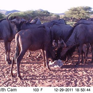 Trail Camera Namibia