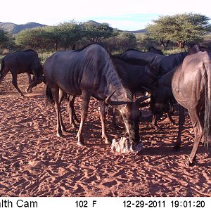 Trail Camera Namibia