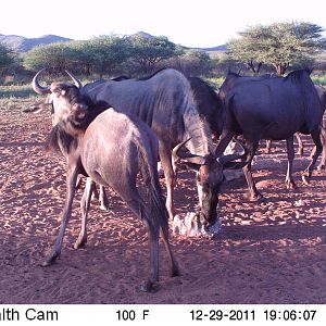 Trail Camera Namibia