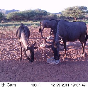 Trail Camera Namibia