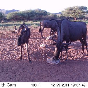 Trail Camera Namibia