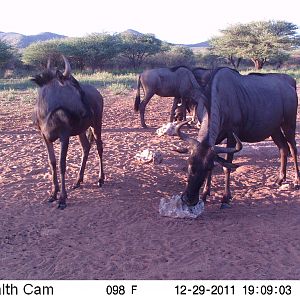 Trail Camera Namibia