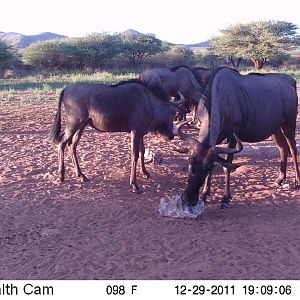 Trail Camera Namibia