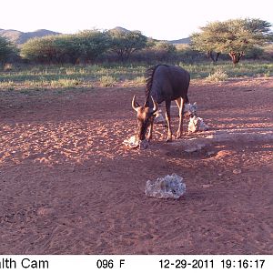 Trail Camera Namibia