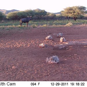 Trail Camera Namibia