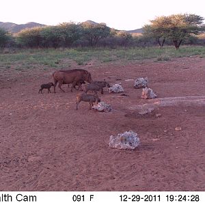 Trail Camera Namibia