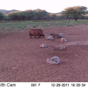 Trail Camera Namibia