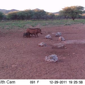 Trail Camera Namibia