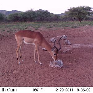 Trail Camera Namibia