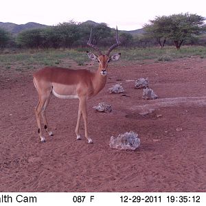 Trail Camera Namibia