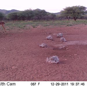 Trail Camera Namibia