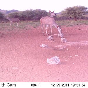 Trail Camera Namibia