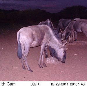 Trail Camera Namibia