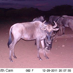 Trail Camera Namibia