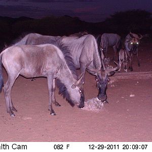 Trail Camera Namibia