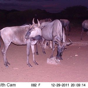 Trail Camera Namibia